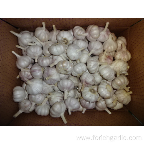 Normal Fresh White Garlic Best Price